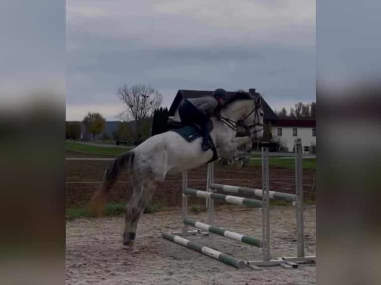 Koń westfalski Wałach 4 lat 176 cm Siwa jabłkowita in Berkatal