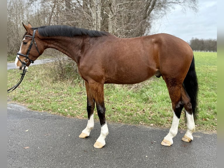 Koń westfalski Wałach 4 lat 178 cm Gniada in Lingen