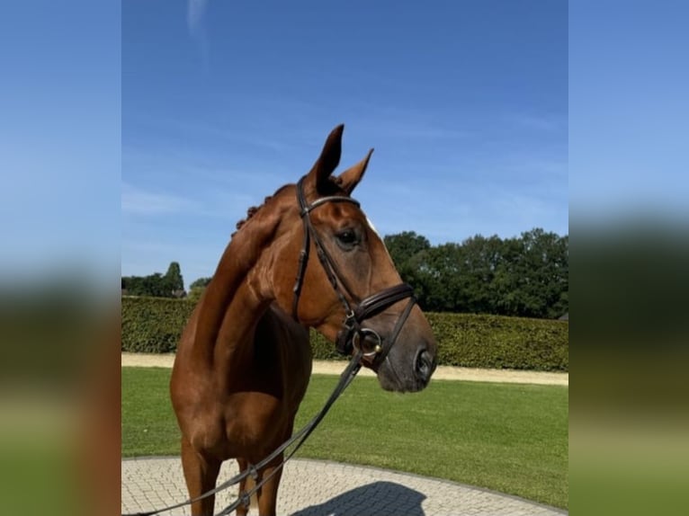 Koń westfalski Wałach 4 lat 178 cm Kasztanowata in Espelkamp