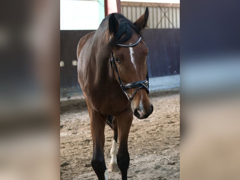 Koń westfalski Wałach 4 lat 180 cm Gniada in Bohmte