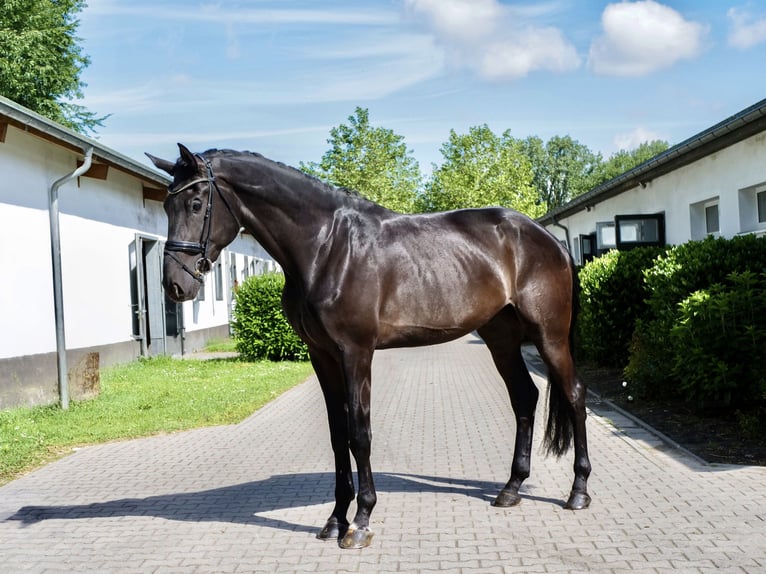 Koń westfalski Wałach 4 lat 180 cm Kara in Ankum