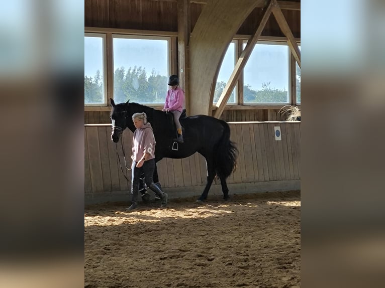 Koń westfalski Wałach 4 lat 182 cm Kara in Achtrup