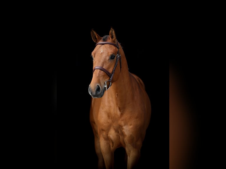 Koń westfalski Wałach 5 lat 160 cm Gniada in Lastrup