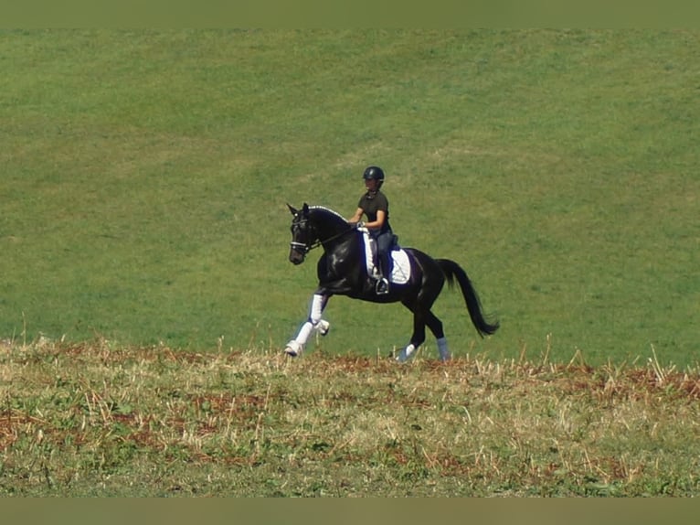 Koń westfalski Wałach 5 lat 162 cm Skarogniada in Iserlohn