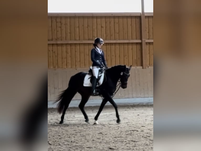 Koń westfalski Wałach 5 lat 163 cm Ciemnogniada in Schenklengsfeld