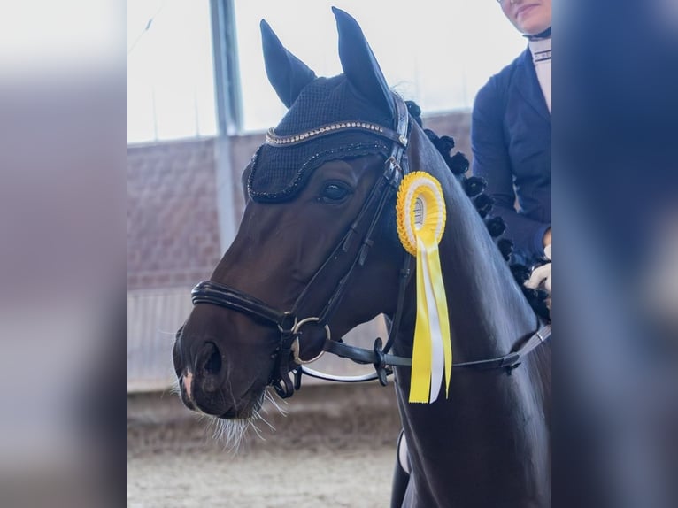 Koń westfalski Wałach 5 lat 164 cm Ciemnogniada in Kreuzau