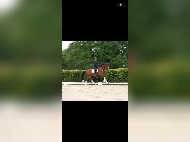 Koń westfalski Wałach 5 lat 164 cm Gniada in Geseke