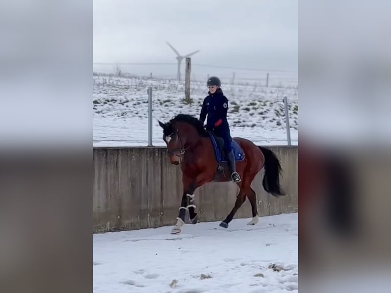 Koń westfalski Wałach 5 lat 164 cm Gniada in Geseke