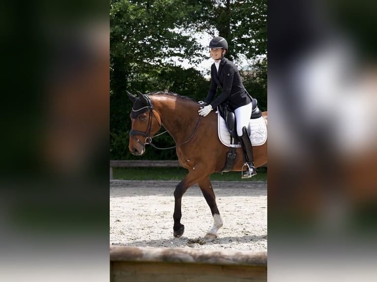 Koń westfalski Wałach 5 lat 164 cm Gniada in Geseke
