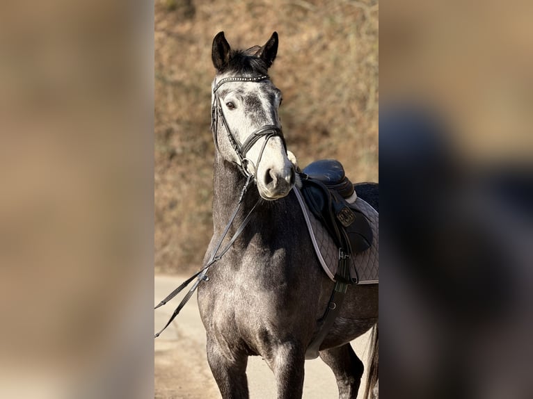 Koń westfalski Wałach 5 lat 164 cm Siwa in Schenklengsfeld