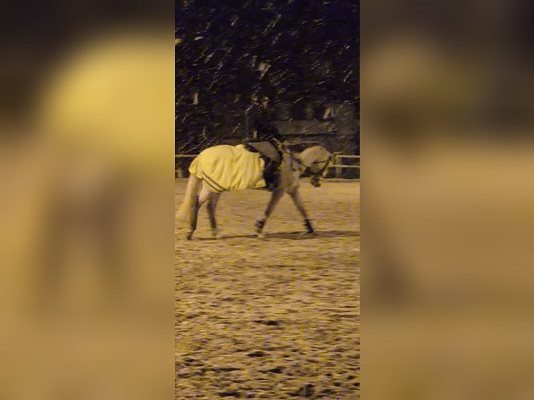 Koń westfalski Wałach 5 lat 164 cm Siwa in Sch&#xFC;pfen