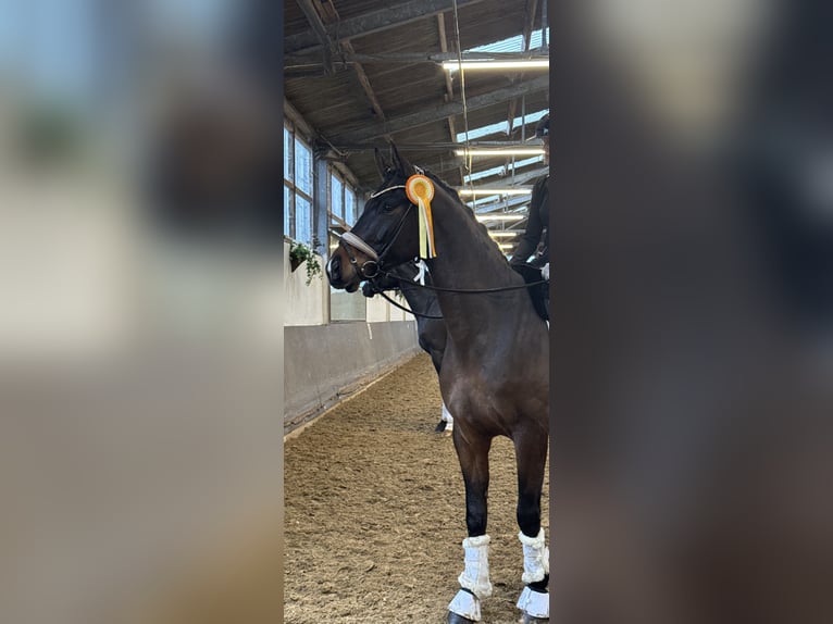 Koń westfalski Wałach 5 lat 165 cm Ciemnogniada in Much