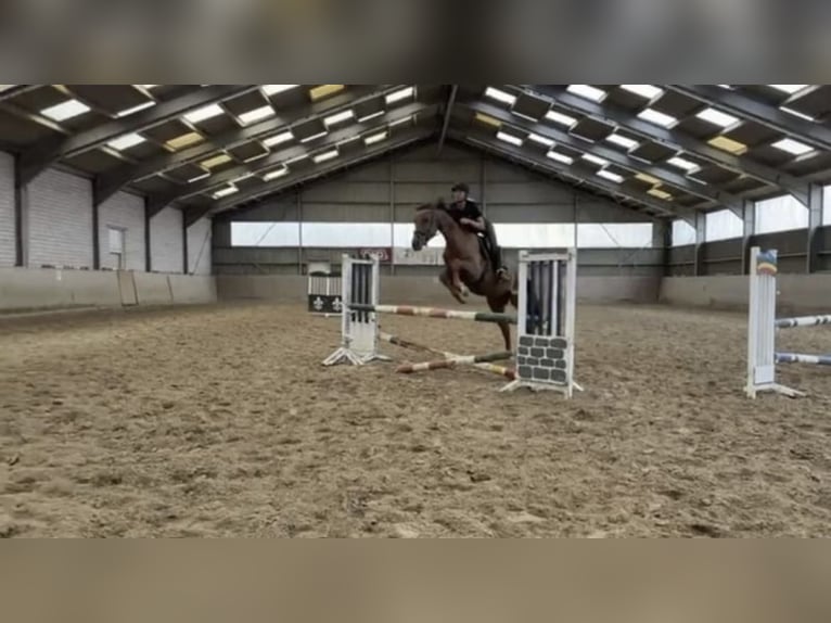 Koń westfalski Wałach 5 lat 165 cm Cisawa in Gummersbach