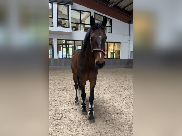 Koń westfalski Wałach 5 lat 165 cm Gniada in M&#xFC;nster