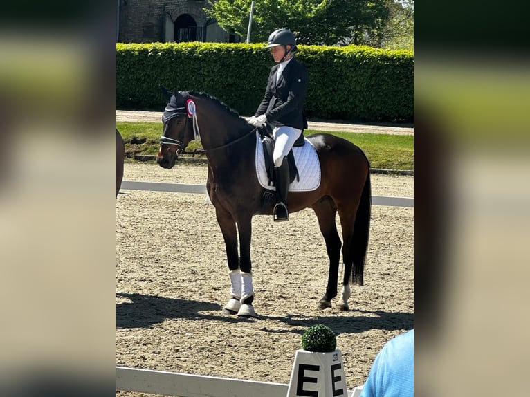 Koń westfalski Wałach 5 lat 165 cm Gniada in M&#xFC;nster