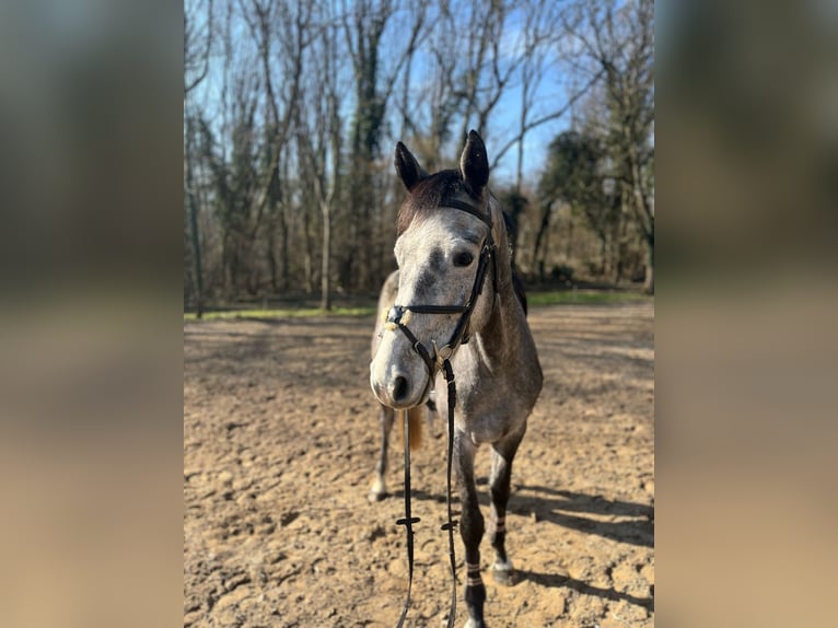 Koń westfalski Wałach 5 lat 165 cm Siwa in Büttelborn