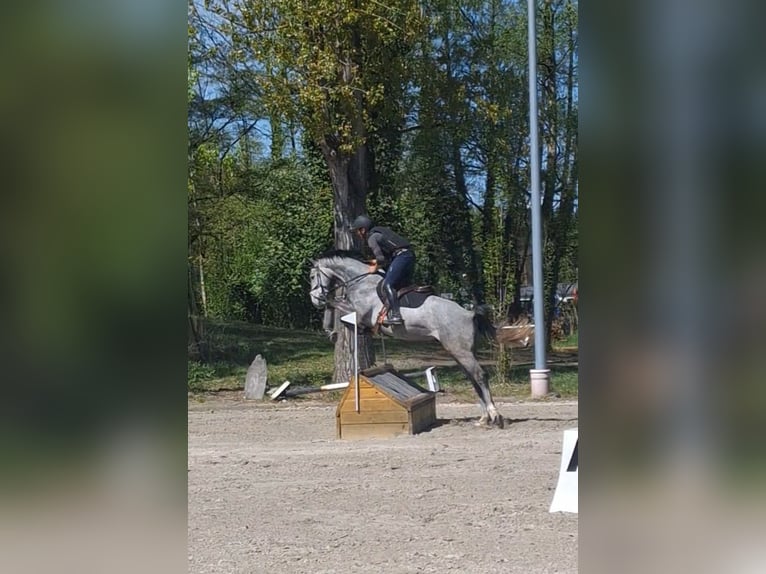 Koń westfalski Wałach 5 lat 165 cm Siwa in Büttelborn