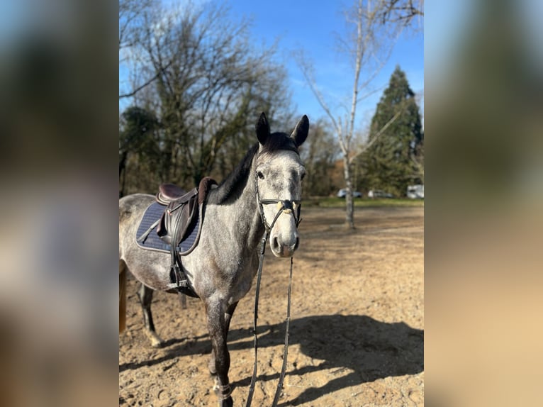 Koń westfalski Wałach 5 lat 165 cm Siwa in Büttelborn