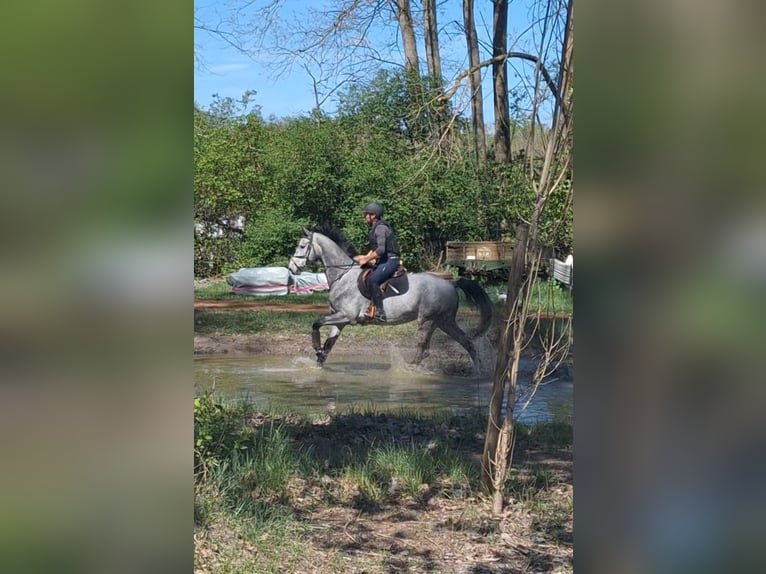 Koń westfalski Wałach 5 lat 165 cm Siwa in Büttelborn