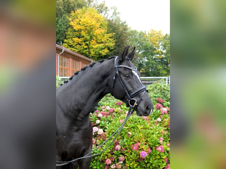 Koń westfalski Wałach 5 lat 166 cm Kara in Cappeln (Oldenburg)