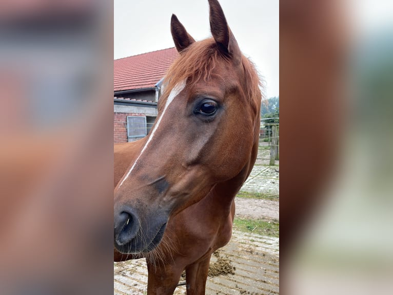 Koń westfalski Wałach 5 lat 166 cm Kasztanowata in Hörstel/Dreierwalde
