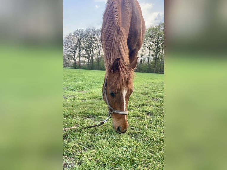 Koń westfalski Wałach 5 lat 166 cm Kasztanowata in Hörstel/Dreierwalde