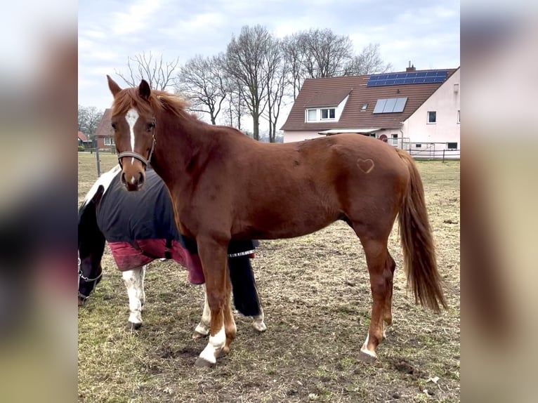Koń westfalski Wałach 5 lat 166 cm Kasztanowata in Hörstel/Dreierwalde