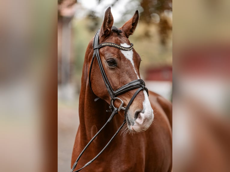 Koń westfalski Wałach 5 lat 167 cm Ciemnogniada in Schermbeck