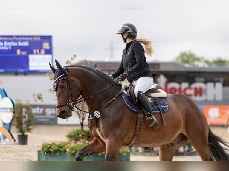 Koń westfalski Wałach 5 lat 167 cm Gniada in Wächtersbach