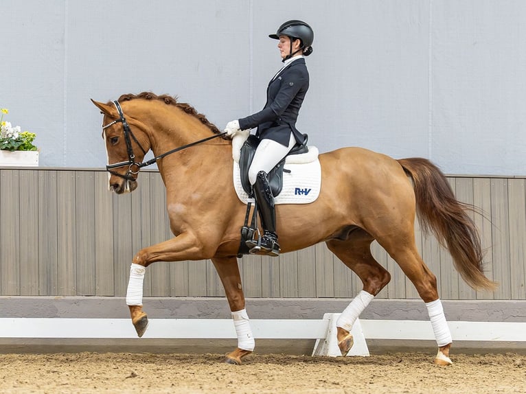 Koń westfalski Wałach 5 lat 167 cm Kasztanowata in Münster-Handorf
