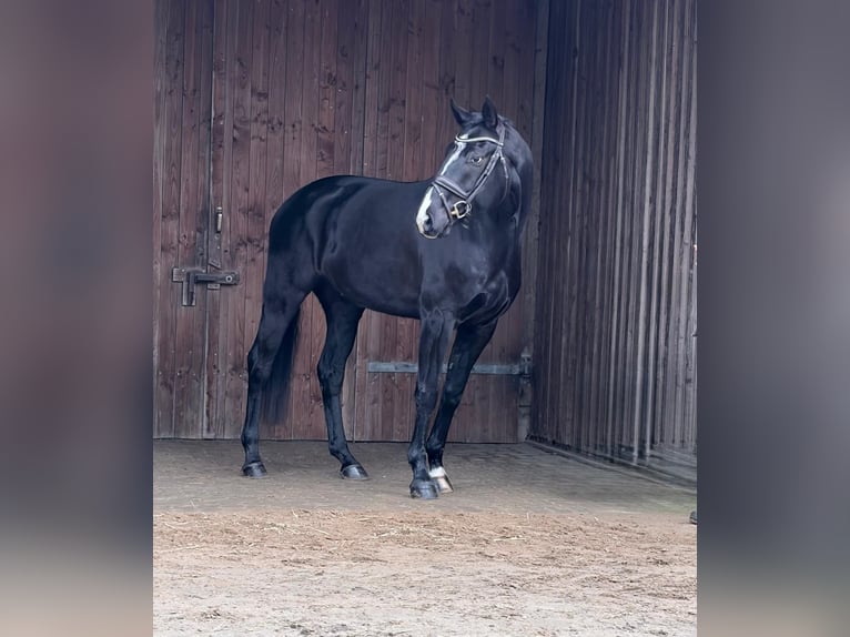 Koń westfalski Wałach 5 lat 168 cm Ciemnogniada in Achtrup