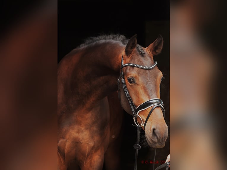 Koń westfalski Wałach 5 lat 168 cm Ciemnogniada in Laer