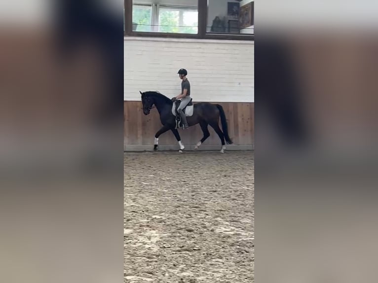 Koń westfalski Wałach 5 lat 168 cm Gniada in Krefeld