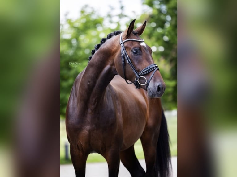 Koń westfalski Wałach 5 lat 168 cm Gniada in Hörstel