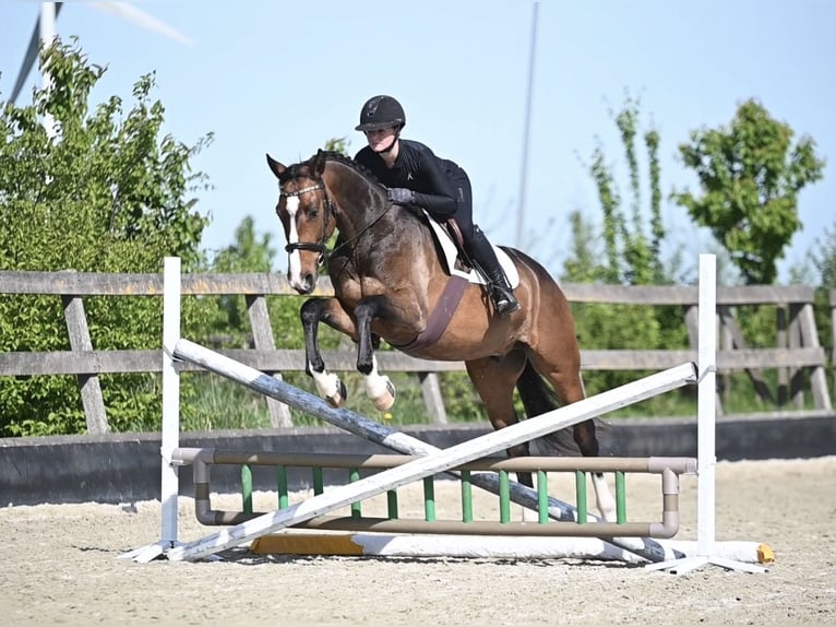 Koń westfalski Wałach 5 lat 168 cm Gniada in Dronten