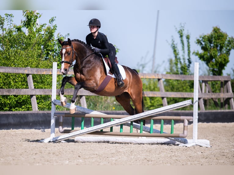 Koń westfalski Wałach 5 lat 168 cm Gniada in Dronten