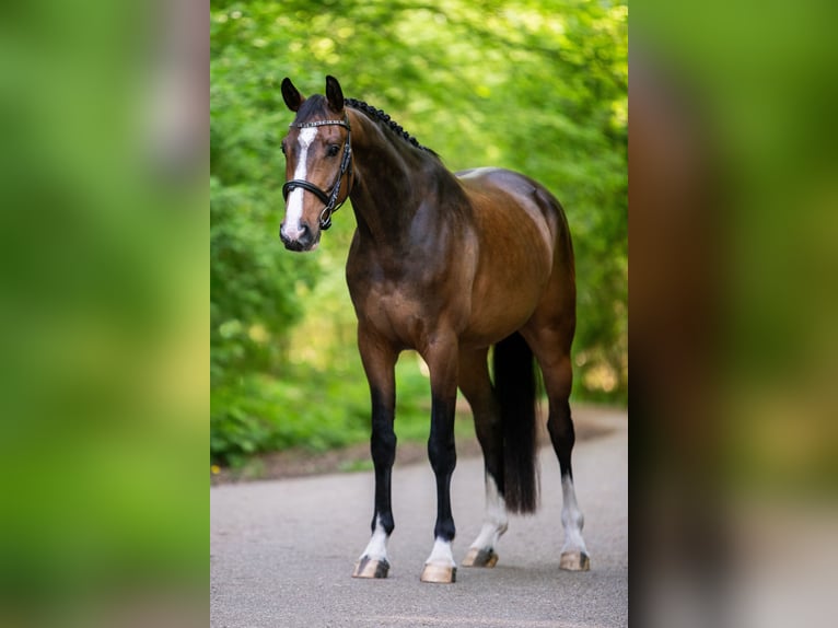 Koń westfalski Wałach 5 lat 168 cm Gniada in Dronten