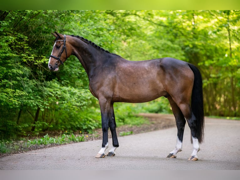 Koń westfalski Wałach 5 lat 168 cm Gniada in Dronten