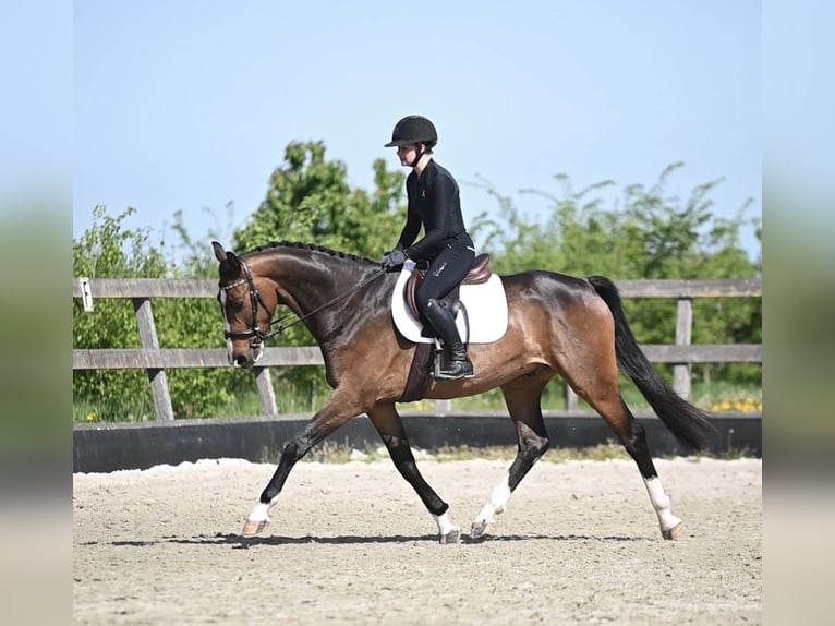 Koń westfalski Wałach 5 lat 168 cm Gniada in Dronten