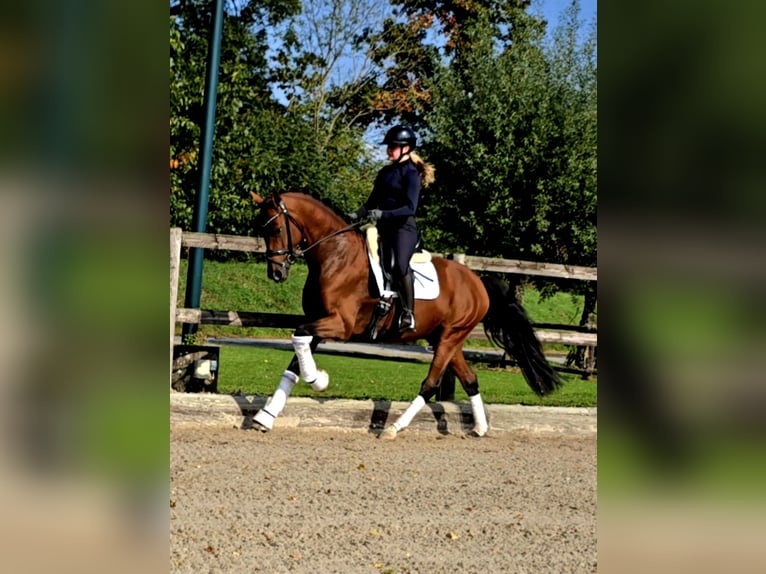 Koń westfalski Wałach 5 lat 168 cm Gniada in Kempen