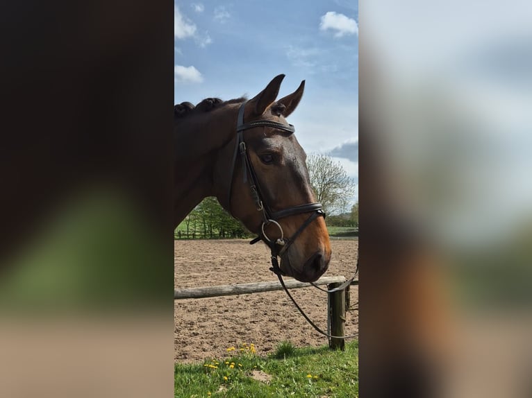 Koń westfalski Wałach 5 lat 168 cm Gniada in Geestland