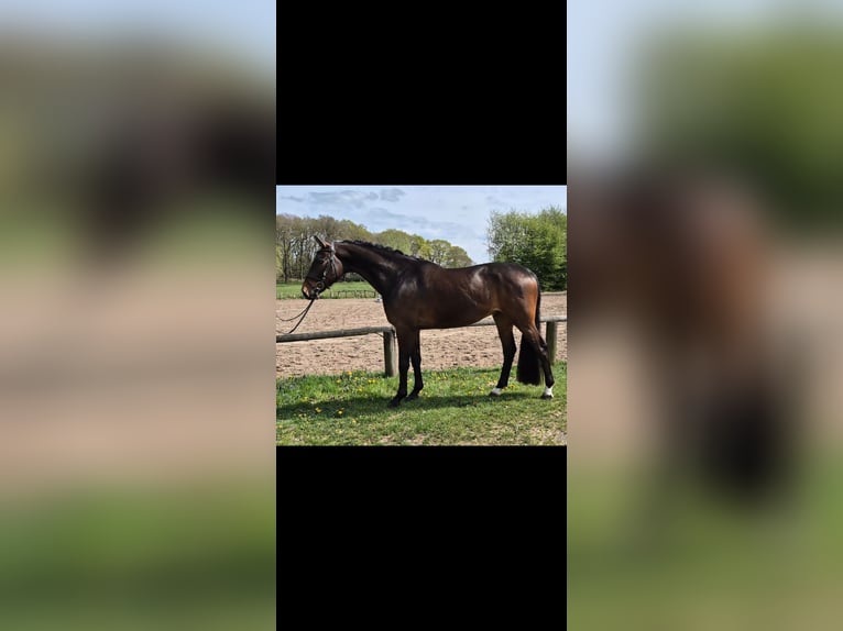 Koń westfalski Wałach 5 lat 168 cm Gniada in Geestland