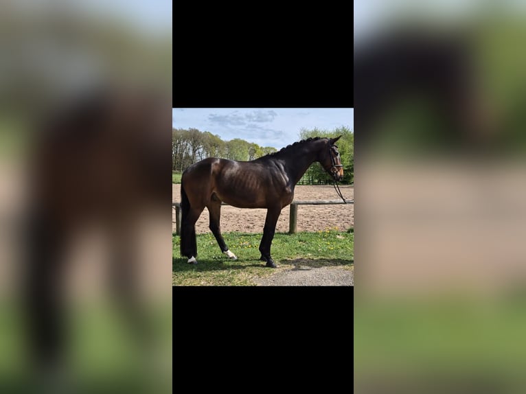 Koń westfalski Wałach 5 lat 168 cm Gniada in Geestland