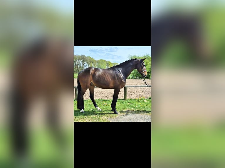 Koń westfalski Wałach 5 lat 168 cm Gniada in Geestland