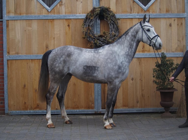 Koń westfalski Wałach 5 lat 168 cm Siwa jabłkowita in Altenberge