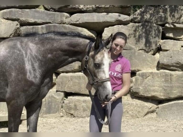 Koń westfalski Wałach 5 lat 168 cm Siwa in Windhagen Koń westfalski Wałach 5 lat 168 cm Siwa in Windhagen
