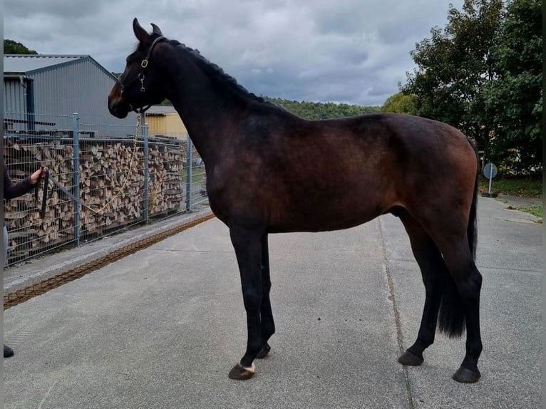 Koń westfalski Wałach 5 lat 169 cm Ciemnogniada in Wagenfeld