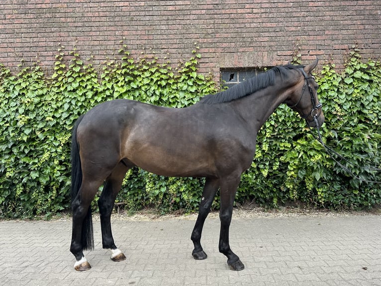 Koń westfalski Wałach 5 lat 169 cm Gniada in Rees