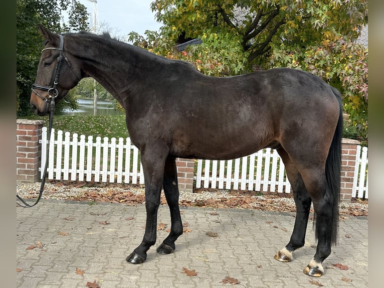 Koń westfalski Wałach 5 lat 169 cm Gniada in Rees