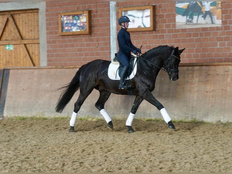 Koń westfalski Wałach 5 lat 169 cm Kara in Paderborn